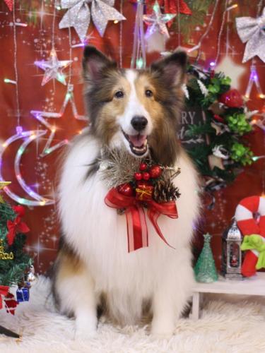 20231221ココちゃん